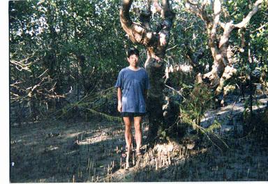 日本の森から見えてきた『海の森』